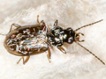 Bembidion lunulatum